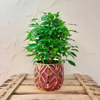 Ficus