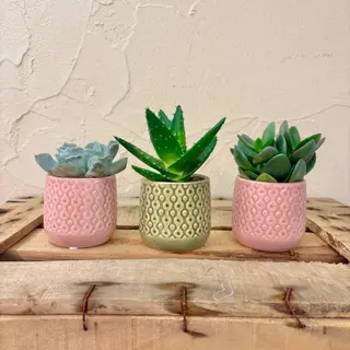 Mini planta crasa