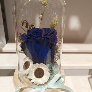 Cúpula rosa preservada "azul oscuro"