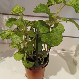 Planta del dinero