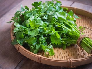 Cilantro