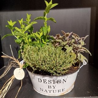 Cesta de Plantas Aromáticas