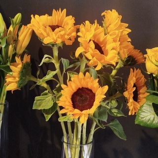 Girasoles extra