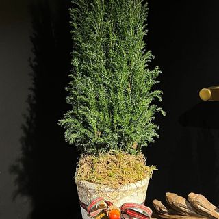 Árbol natural en maceta de barro