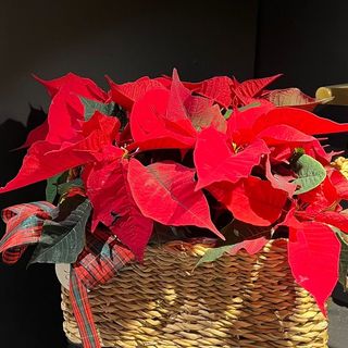 Cesta de Poinsetias (4 plantas) decorada