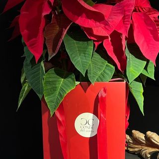 Poinsetias Especial en caja roja