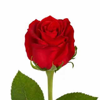 Rosa roja unidad