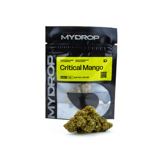 Critical Mango Hidroponica 1G