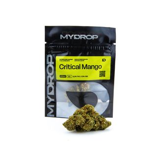 Critical Mango Hidroponica 1G