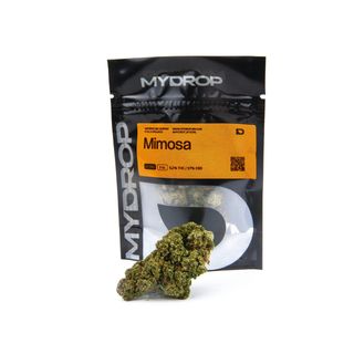 Mimosa Hidropónica 3G