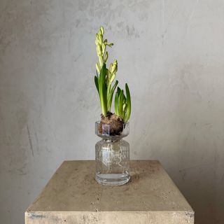 Bulbo de jacinto en jarrón