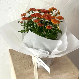 Margarita naranja en planta