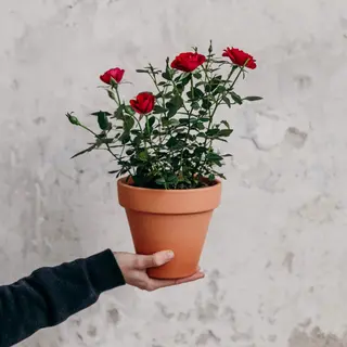 Rosal rojo
