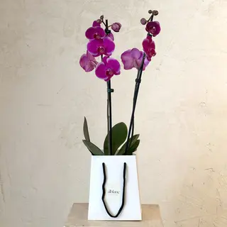 Orquídea fucsia en caja