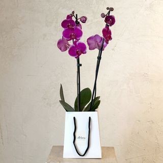 Orquídea fucsia en caja