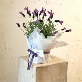 Lavanda en planta S