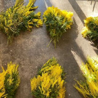 Ramo de flores de mimosa M, especial día de la mujer
