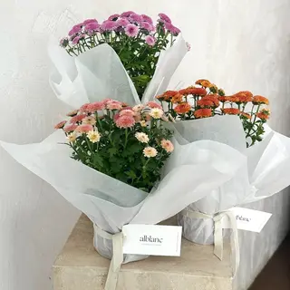 Pack de 3 plantas de margaritas