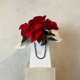 Poinsettia Roja Mediana