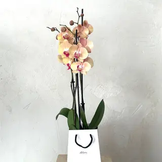 Orquídea salmón en caja