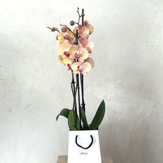 Orquídea salmón en caja