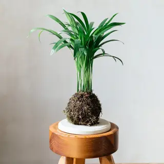 Palmera en kokedama