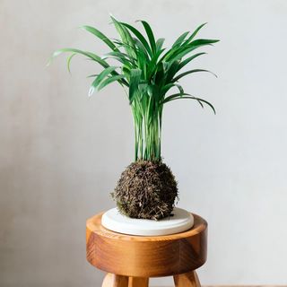 Palmera en kokedama