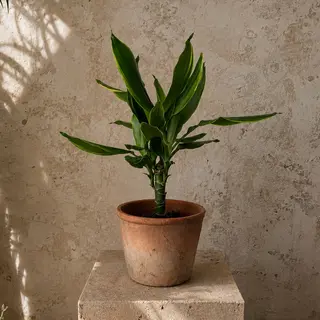Drácena en planta