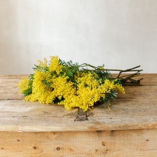 Ramo de flores de mimosa S, especial día de la mujer