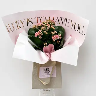 Kalanchoe Love