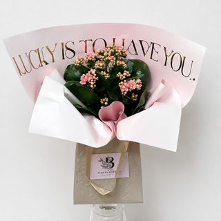Kalanchoe Love