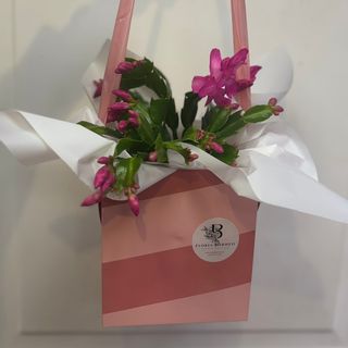 Plant Box