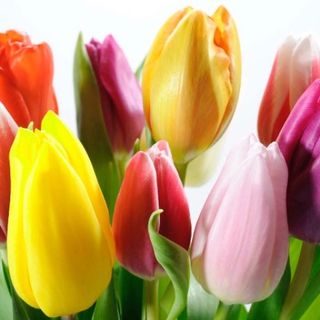 10 TULIPANES + HOLA, PÍNOXO