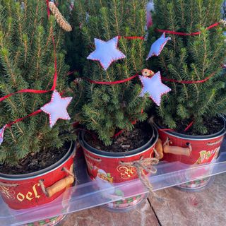 Arbolito de Navidad + Muérdago de la Suerte