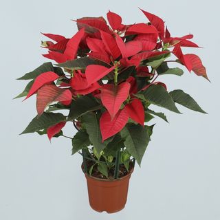 PLANTA DE NAVIDAD