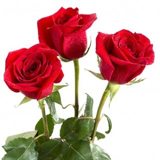 Tres Rosas Rojas