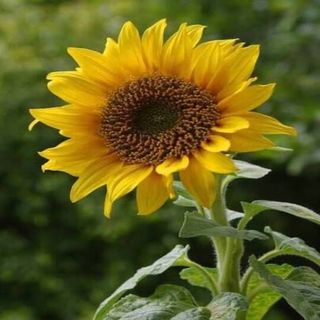 PROMO!! LIBRO HOLA PÍNOXO CON GIRASOL DE REGALO