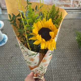 Girasol Soleado