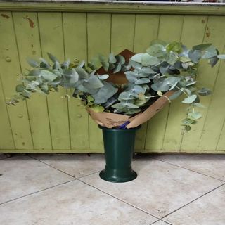 PAQUETE DE EUCALIPTO