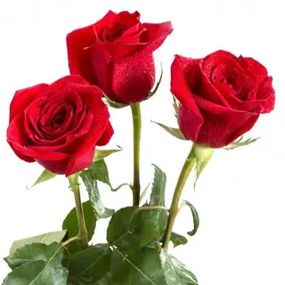 Tres Rosas Rojas DECORADAS