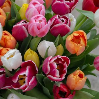 10 TULIPANES love