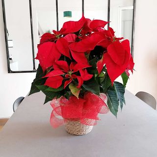 PLANTA DE NAVIDAD CON CESTA