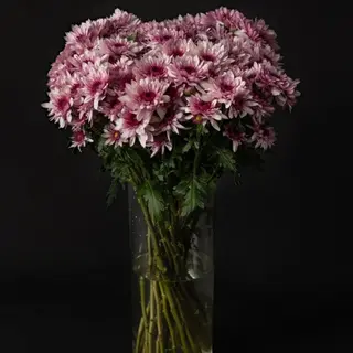 Daisy Pink