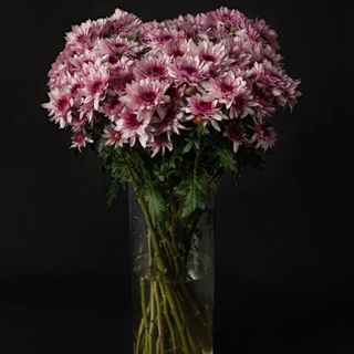 Daisy Pink