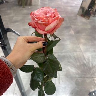 Rosa naranja (1 und)