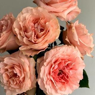 Media Docena Rosas Naranjas