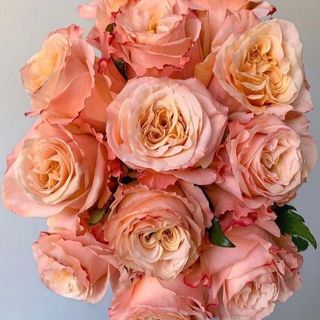 Docena Rosas Naranjas