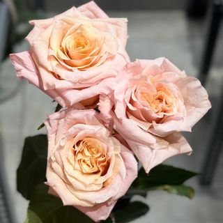 Rosas naranjas (3 und)