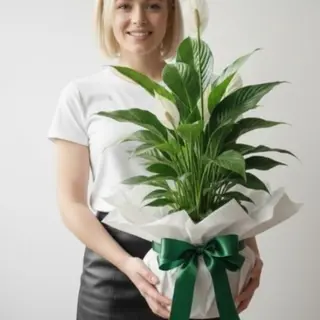 Planta Epathiphyllun