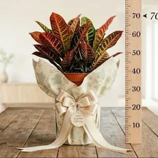 Planta Beaucarnea